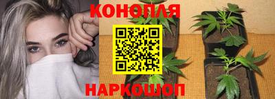 крисы Краснодар